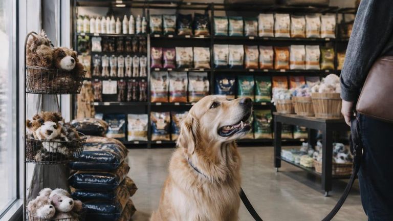 Hollywood Feed AI Market Strategy Report - Pet Retail Pet Supplies