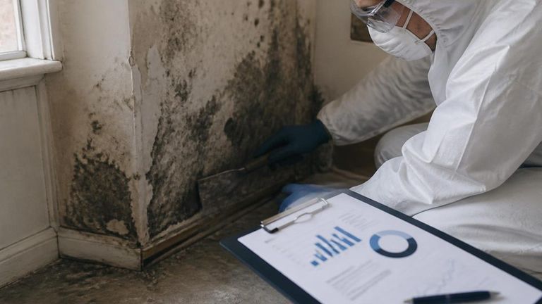 Jenkins Restorations AI Market Strategy Report - Mold Removal