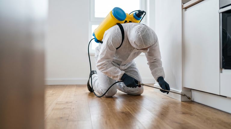 Pest Control AI Search Case Study
